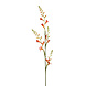 Monbretia Monbretia