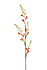 Monbretia Monbretia