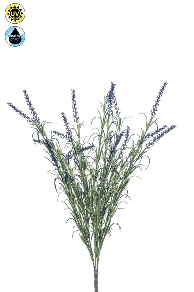 Lavendel  40 cm
