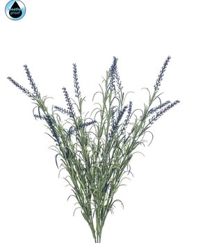 Lavendel Lavendel