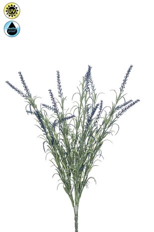 Lavendel  40 cm