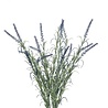 Lavendel  40 cm