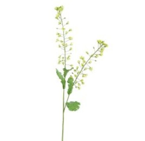 Zijden kunstbloem koolzaad Groen - 80 cm Zijden kunstbloem koolzaad Groen - 80 cm