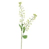 Zijden kunstbloem koolzaad Groen - 80 cm Zijden kunstbloem koolzaad Groen - 80 cm