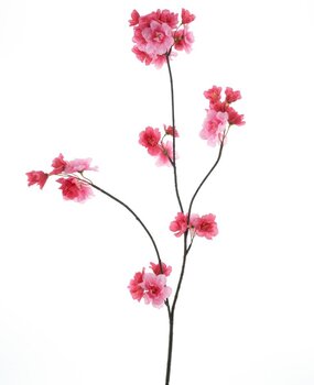 Prunus Prunus