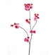 Prunus Prunus