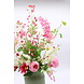 Zomers Rose - Wit Zomers Rose - Wit