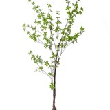 Kunstplant Tropaeolum