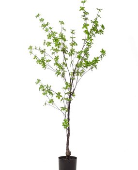 Kunstplant Tropaeolum Kunstplant Tropaeolum