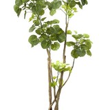 Kunstplant Polyscias Kunstplant Polyscias