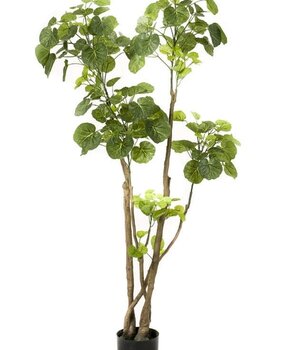 Kunstplant Polyscias Kunstplant Polyscias