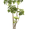Polyscias 135 cm Polyscias 135 cm
