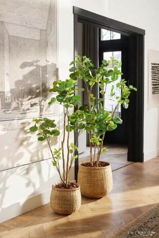 Kunstplant Polyscias 135 cm Kunstplant Polyscias 135 cm