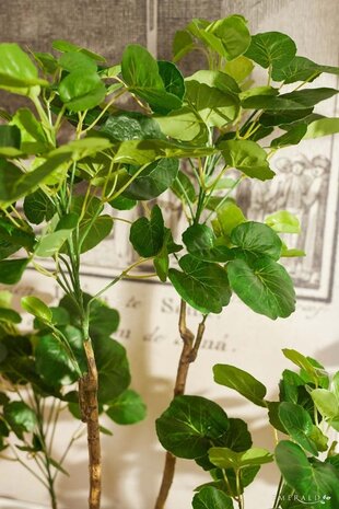 Kunstplant Polyscias 135 cm Kunstplant Polyscias 135 cm