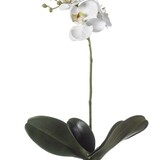 orchidee orchidee