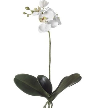 orchidee orchidee