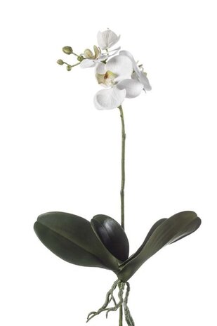 orchidee 45 cm