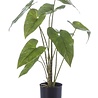 Philodendron Philodendron