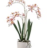 Orchidee in pot 59 cm Orchidee in pot 59 cm