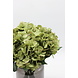 Sale boeket 2 1-Hortensia bol, per stuk Sale boeket 2 1-Hortensia bol, per stuk