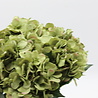 Zijden kunstbloem Hortensia bol