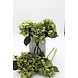 Sale boeket 2 1-Hortensia bol, per stuk Sale boeket 2 1-Hortensia bol, per stuk