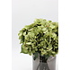 Sale boeket 2 1-Hortensia bol, per stuk Sale boeket 2 1-Hortensia bol, per stuk