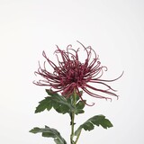 Kunstbloem Chrysant Kunstbloem Chrysant