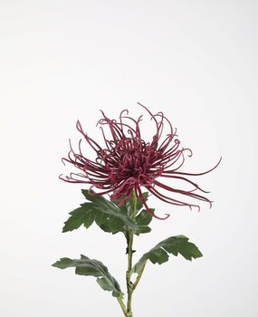 Kunstbloem Chrysant Kunstbloem Chrysant