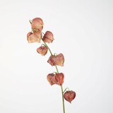 Kunstbloem Physalis Kunstbloem Physalis