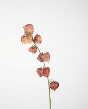 Kunstbloem Physalis Kunstbloem Physalis