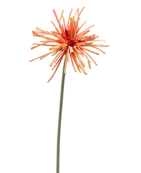 Gerbera Gerbera