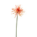 Gerbera Gerbera