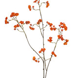 Kunstbloem Kardinaalsmuts Oranje