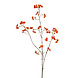Kardinaalsmuts 90 cm oranje Kardinaalsmuts 90 cm oranje