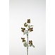 Bramen groen-rood 80 cm Bramen groen-rood 80 cm
