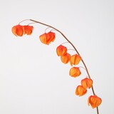 Kunstbloem Physalis Kunstbloem Physalis