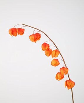 Physalis Physalis