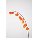 Physalis oranje Physalis oranje