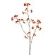 Kardinaalsmuts 90 cm roze Kardinaalsmuts 90 cm roze