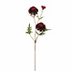 Zinnia burgundy Zinnia burgundy