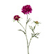Scabiosa cerise Scabiosa cerise
