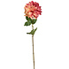 Dahlia zalm Dahlia zalm