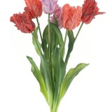 Boeket parkiet Tulpen Boeket parkiet Tulpen