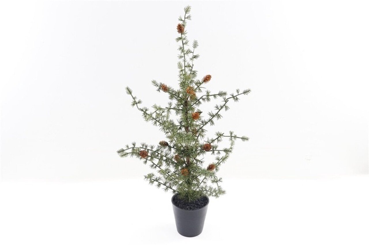 Pine tree in pot Pine tree in pot