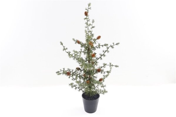 Pine tree in pot Pine tree in pot