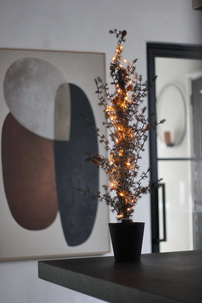 Pine tree in pot Pine tree in pot