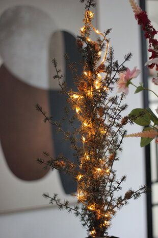 Pine tree in pot Pine tree in pot