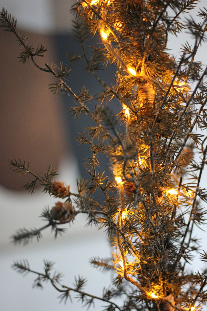 Pine tree in pot Pine tree in pot