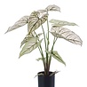 Kunstplant Caladium Kunstplant Caladium